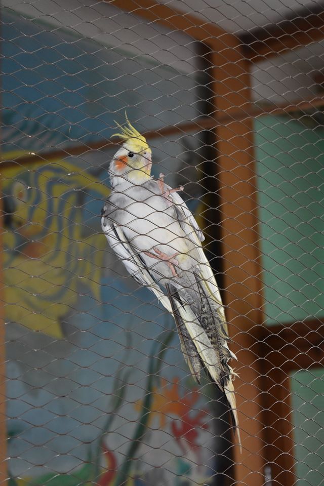 Відкриття майданчика для воркаут в селі Потік. Фото