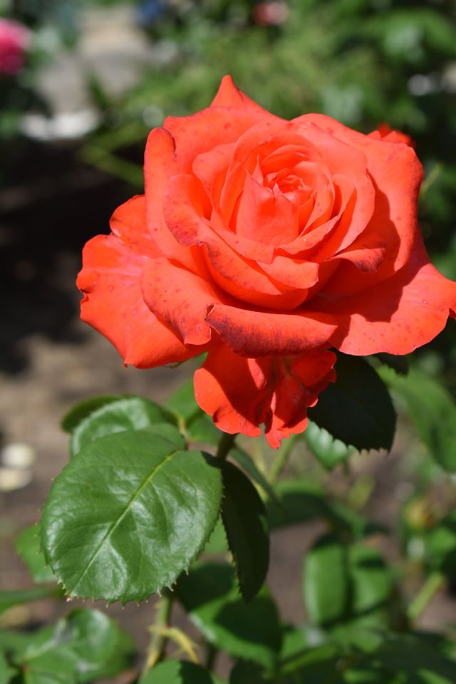 Відкриття воркаут-майданчика в Красилівці. Фото