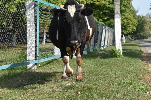 Сергій Тимофєєв завітав до Поліського та Іванківського районів. Фото